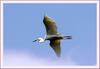 상쾌한 비행 | 중대백로 Egretta alba modesta (Large Egret)