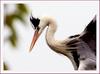 왜가리의 아름다운 모습 | 왜가리 Ardea cinerea (Gray Heron)