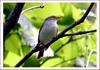 나는 누구일까요...? | 산솔새 Phylloscopus coronatus (Eastern Crowned Willow Warbler)