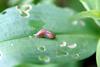 민달팽이 Incilaria confusa (Korean Land Slug)