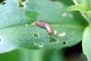 민달팽이 Incilaria confusa (Korean Land Slug)