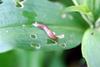 민달팽이 Incilaria confusa (Korean Land Slug)