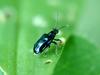 Small bug