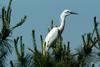 쇠백로 Egretta garzetta garzetta (Little Egret)