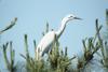 Egretta garzetta garzetta (Little Egret)