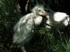 Egretta garzetta garzetta (Little Egret chick)