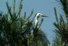 쇠백로 Egretta garzetta garzetta (Little Egret)