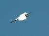 쇠백로(비행) Egretta garzetta garzetta (Little Egret)