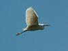 쇠백로(비행) Egretta garzetta garzetta (Little Egret)