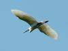 쇠백로(비행) Egretta garzetta garzetta (Little Egret)