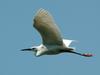 쇠백로(비행) Egretta garzetta garzetta (Little Egret)