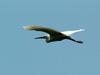 쇠백로(비행) Egretta garzetta garzetta (Little Egret)