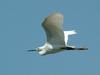 쇠백로(비행) Egretta garzetta garzetta (Little Egret)