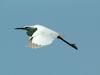 Egretta garzetta garzetta (Little Egret in flight)