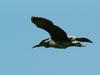 해오라기(비행) Nycticorax nycticorax (Black-crowned Night Heron)