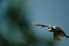 쇠백로(비행) Egretta garzetta garzetta (Little Egret in flight)