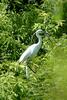 쇠백로 Egretta garzetta garzetta (Little Egret)