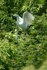 쇠백로 Egretta garzetta garzetta (Little Egret)