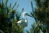 쇠백로 Egretta garzetta garzetta (Little Egret)