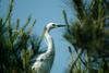 쇠백로 Egretta garzetta garzetta (Little Egret)