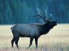 Call of the Bull Elk, Yellowstone National Park, Wyoming