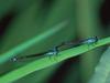 Damselflies