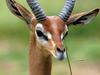 Gerenuk, Central Ethiopia