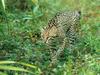 Hunting Ocelot, Belize