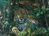 Jaguar, Belize, Central America