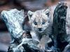 Canada Lynx Cub, Loomis State Forest, Washington