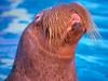 Pacific Walrus, Chukchi Sea