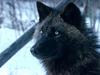 Tundra Wolf, Alaska