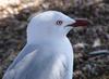 seagull