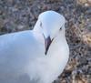 seagull