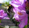 bumble bee