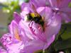 bumble bee