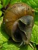 snail