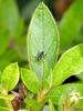 very little fly