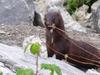 American mink