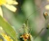 Katydid instar (5mm long)