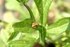 무당벌레 번데기 (Ladybug's pupae)