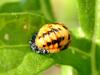 Ladybug's pupae