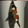 battered butterfly