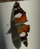 battered butterfly