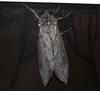 huge moth