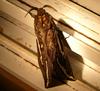 hawk moth