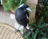 magpie 2