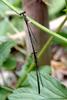 Platycnemis phillopoda (Leaf-legged Damselfly)