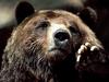 Brown Bear Up Close and Personal