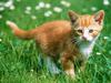 Exploring the Fields (Kitten)